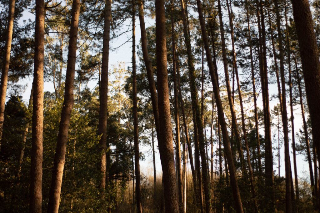 bosque de almas