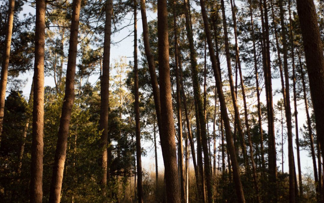 bosque de almas