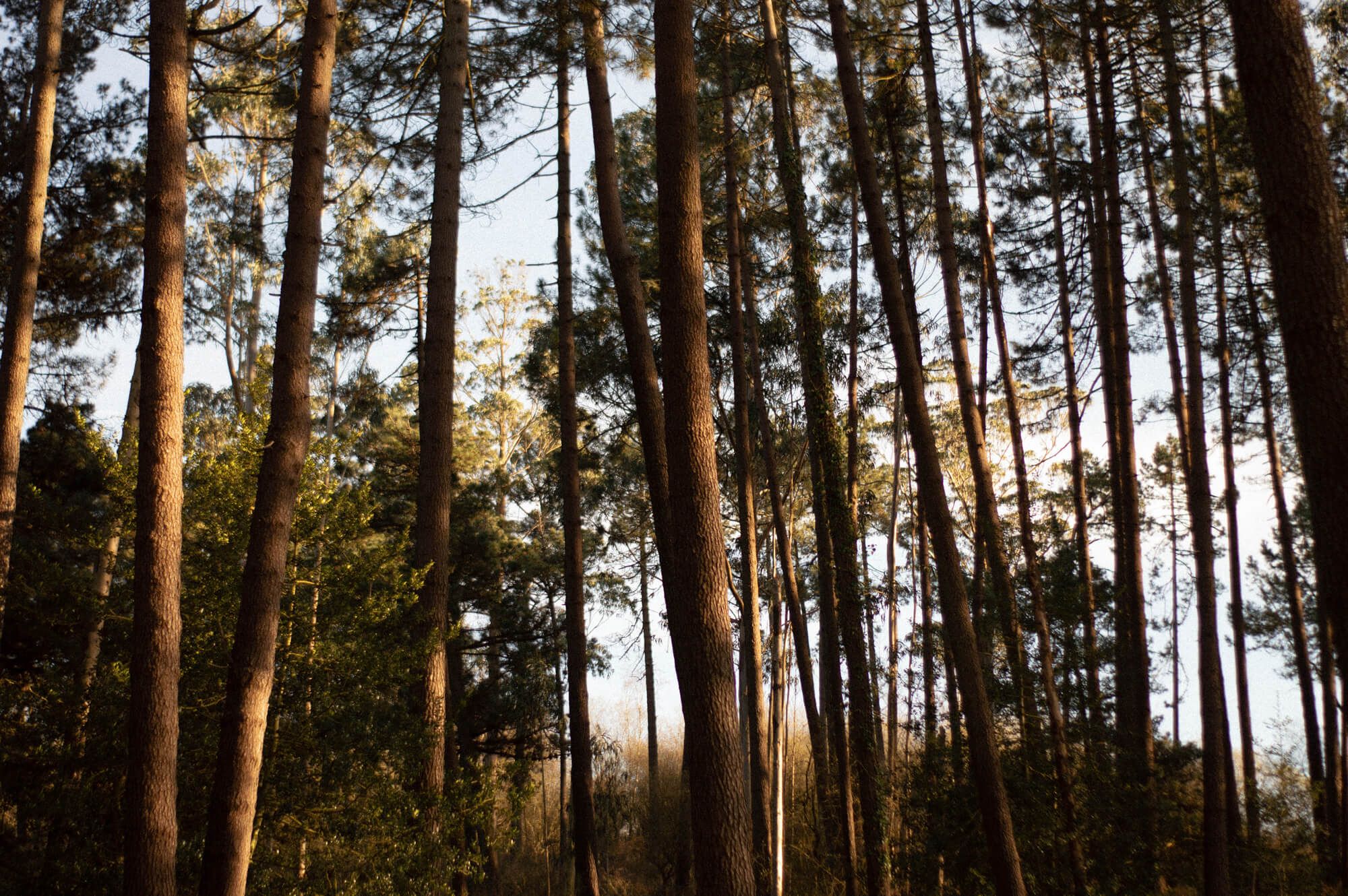 bosque de almas